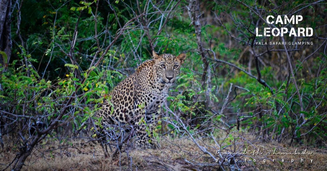 Camp Leopard - Yala Safari Glamping Hotell Eksteriør bilde