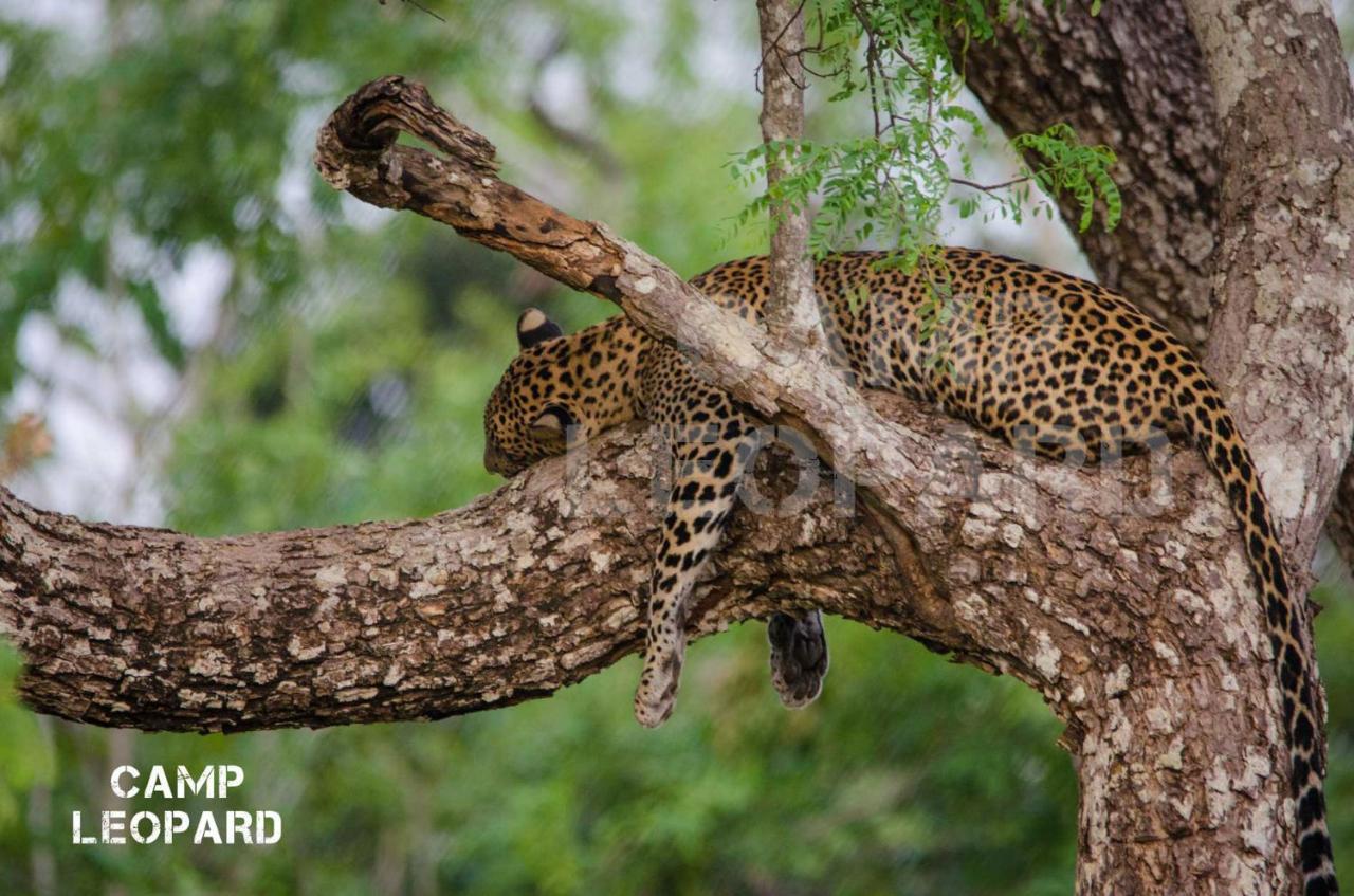Camp Leopard - Yala Safari Glamping Hotell Eksteriør bilde