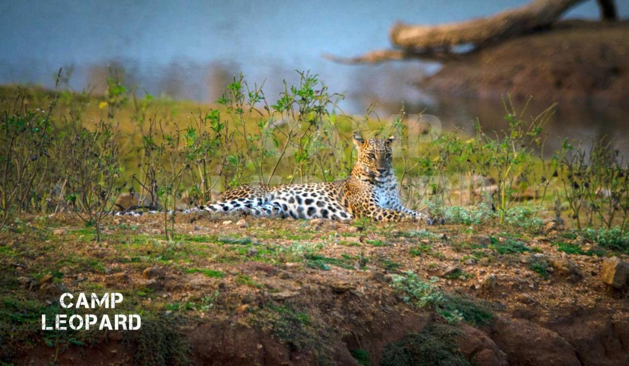 Camp Leopard - Yala Safari Glamping Hotell Eksteriør bilde