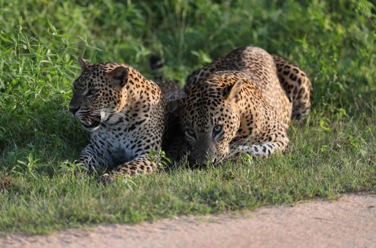 Camp Leopard - Yala Safari Glamping Hotell Eksteriør bilde