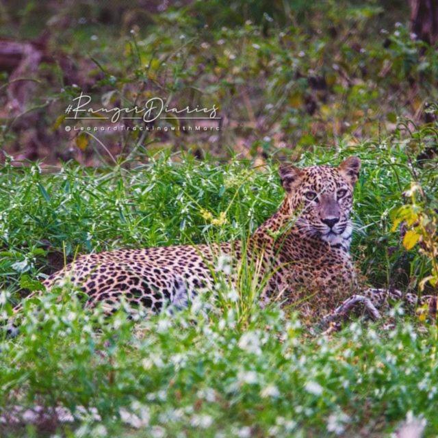 Camp Leopard - Yala Safari Glamping Hotell Eksteriør bilde