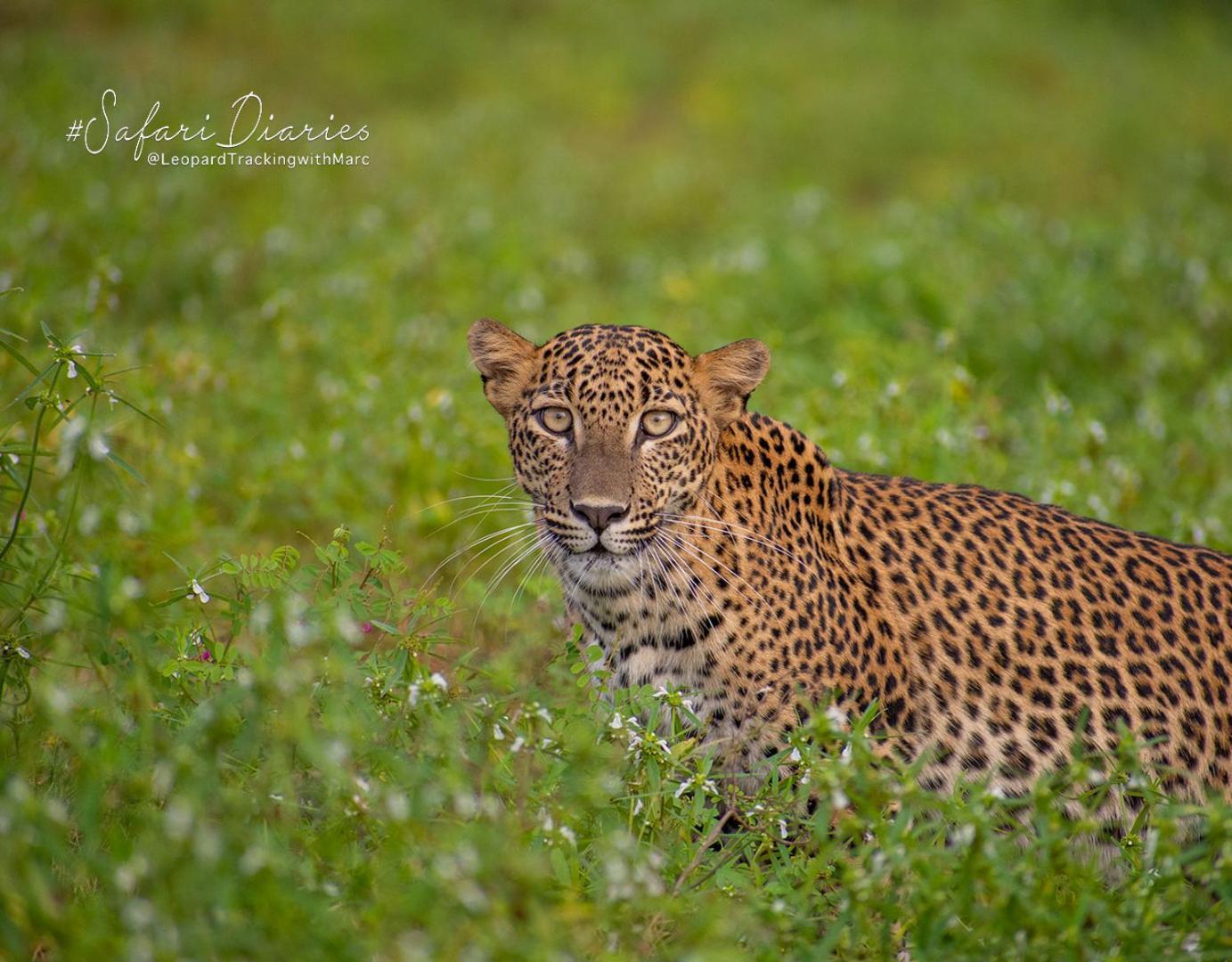 Camp Leopard - Yala Safari Glamping Hotell Eksteriør bilde