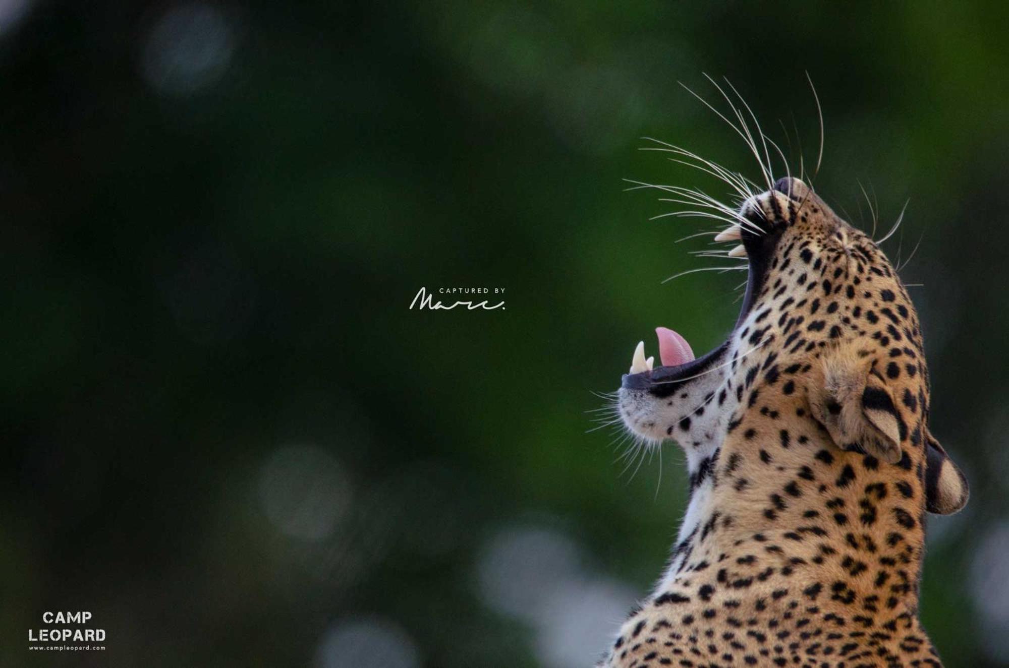 Camp Leopard - Yala Safari Glamping Hotell Eksteriør bilde