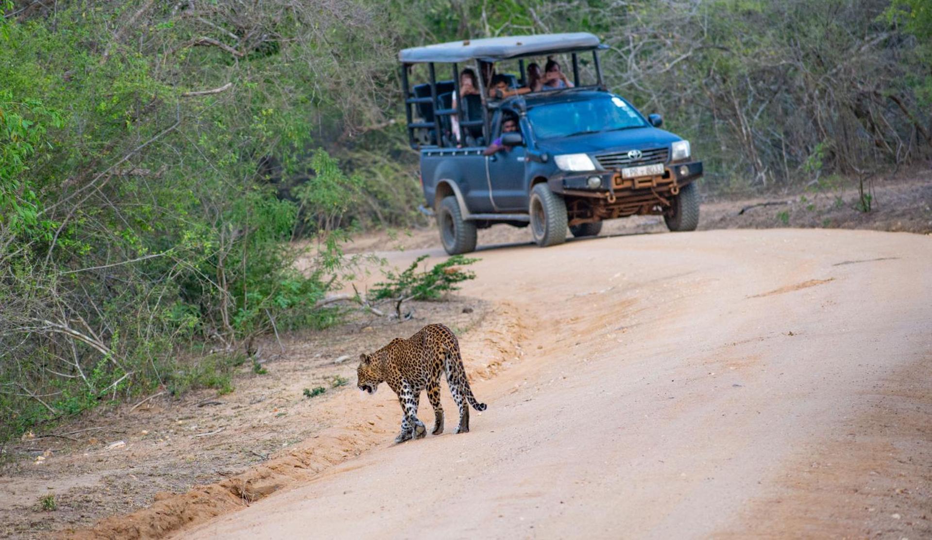 Camp Leopard - Yala Safari Glamping Hotell Eksteriør bilde