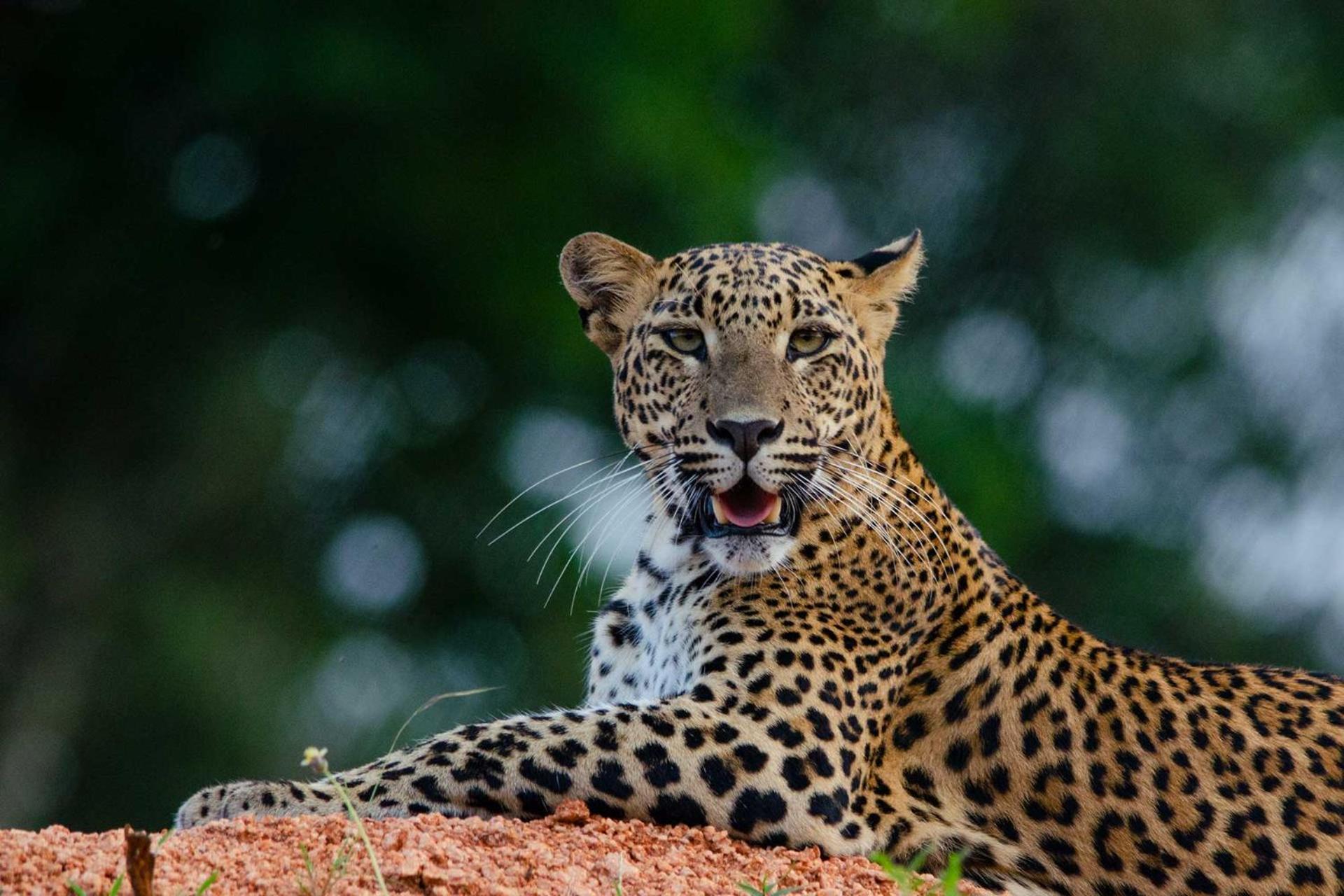 Camp Leopard - Yala Safari Glamping Hotell Eksteriør bilde